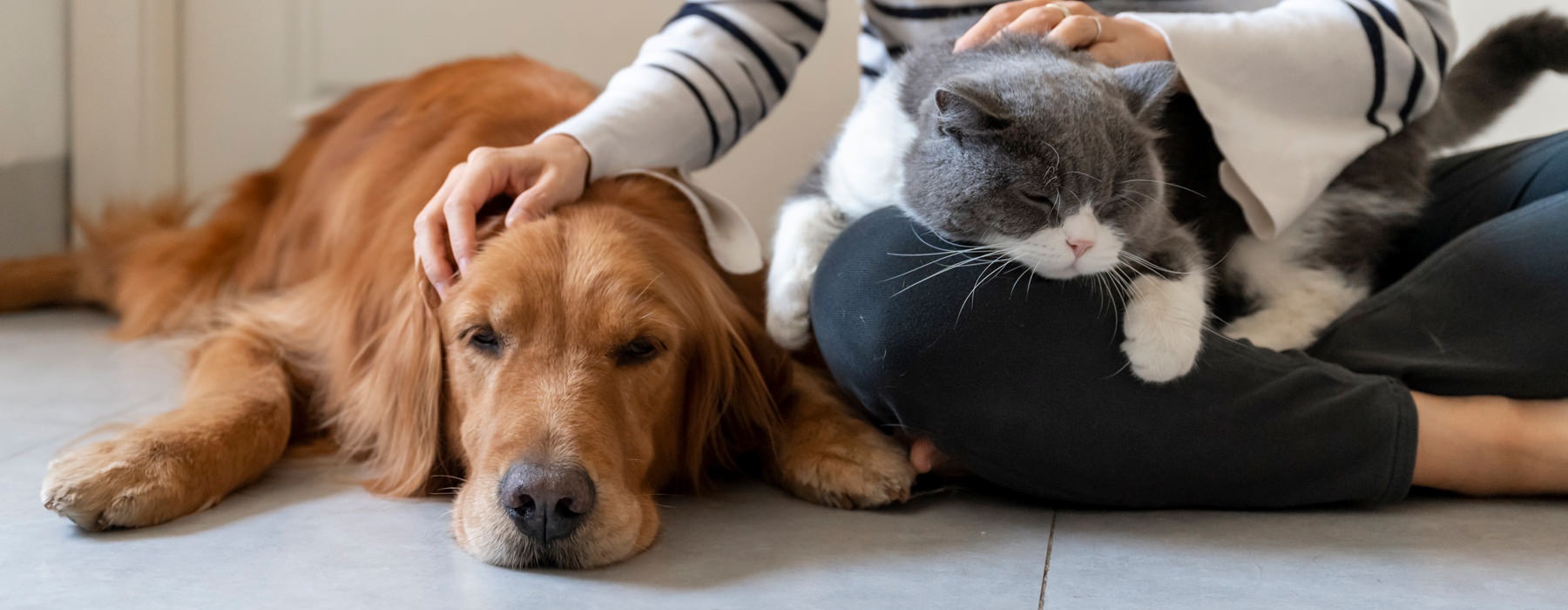 a woman petting a cat and dog