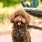 Tinsley on the Park is a pet-friendly community!	