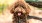 Tinsley on the Park is a pet-friendly community!	