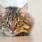 We welcome all your furry friends	